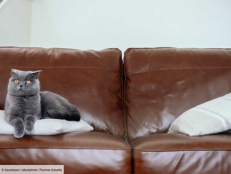 Comment enlever l’odeur de pipi de chat sur un canapé en tissu, cuir ou velours ?